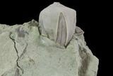 Blastoid (Pentremites) Fossil - Illinois #92223-1